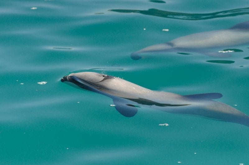 Experience all the things to see and do in New Zealand, two dolphins floating just under the surface of some turquoise green water